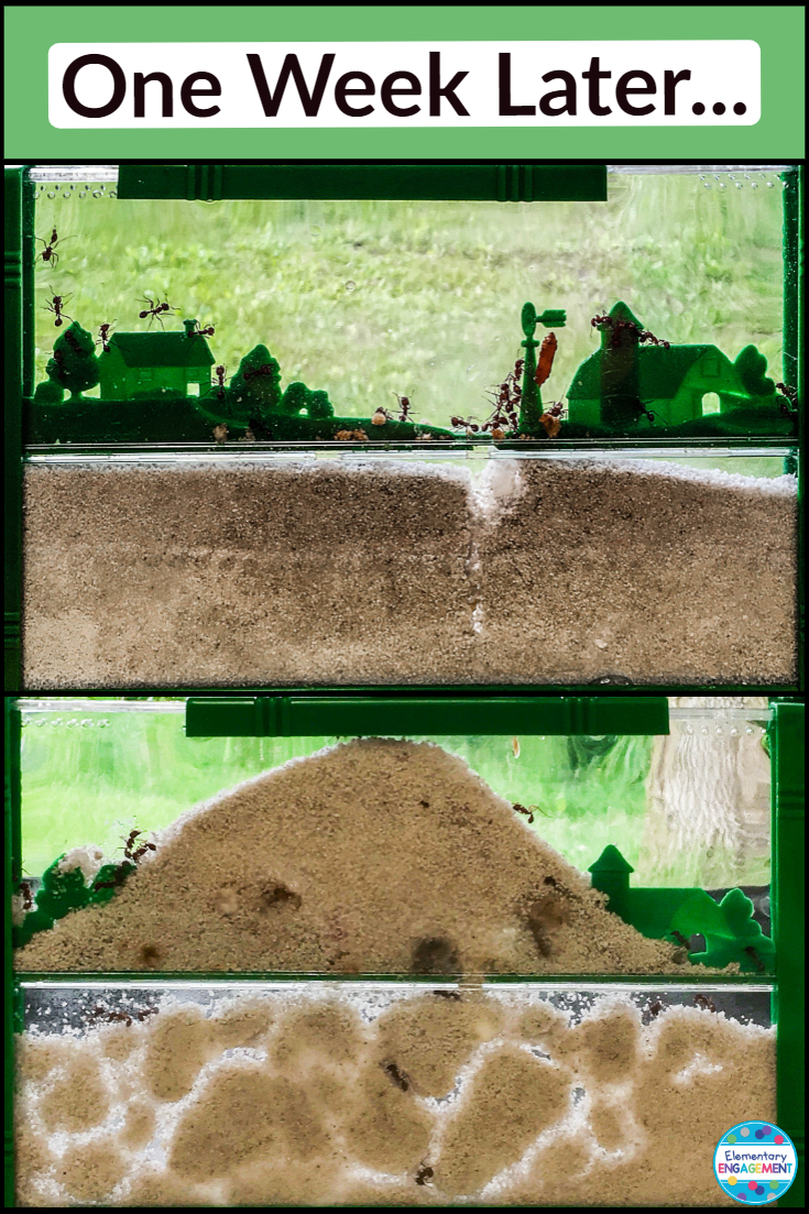 Having an ant farm is a great way for students to see how animals change the environment.